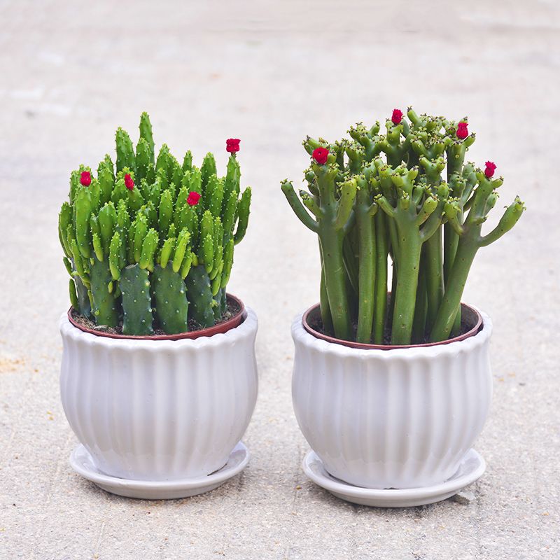 招财植物吸财棍多肉植物盆栽客厅绿植花卉室内好养办公室桌面