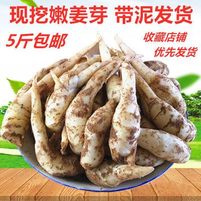 山东当季现挖嫩姜芽仔姜生姜食用新鲜嫩姜醋泡姜鲜嫩姜子牙嫩仔姜