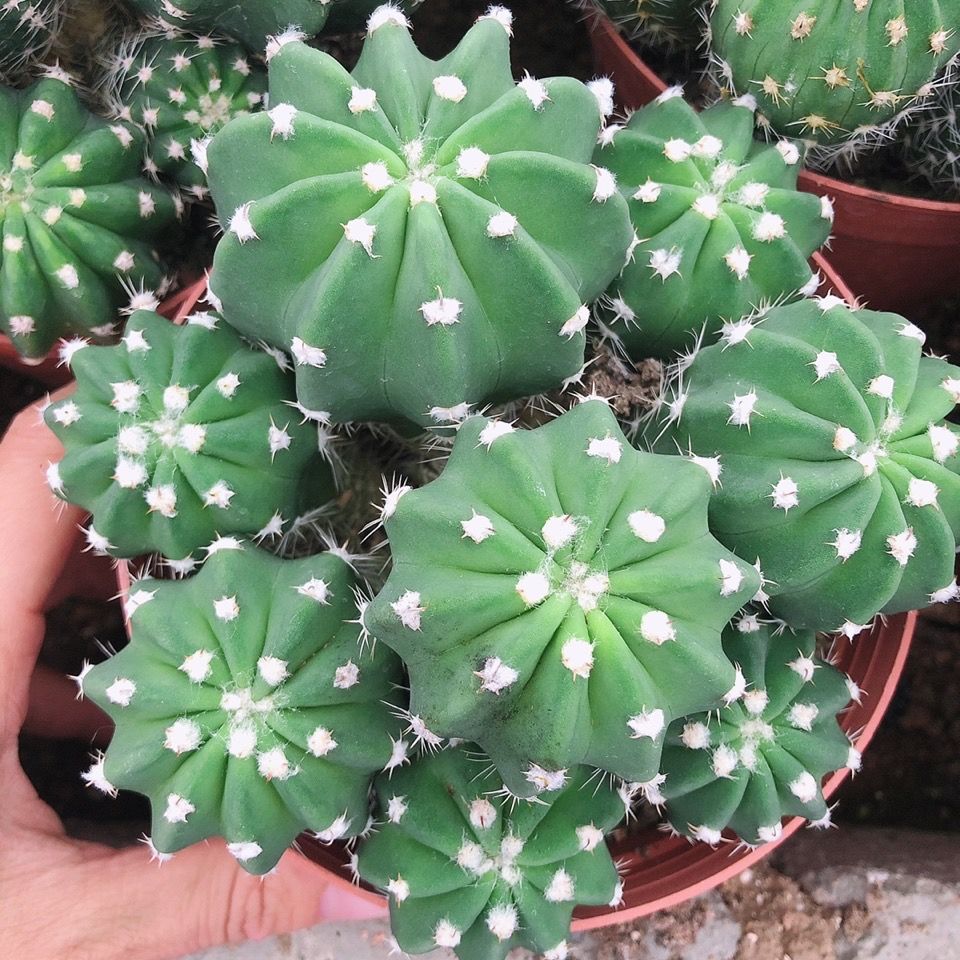 多肉植物 短毛丸 实生仙人球室内开白花红花美观易养绿植盆栽 虎窝拼