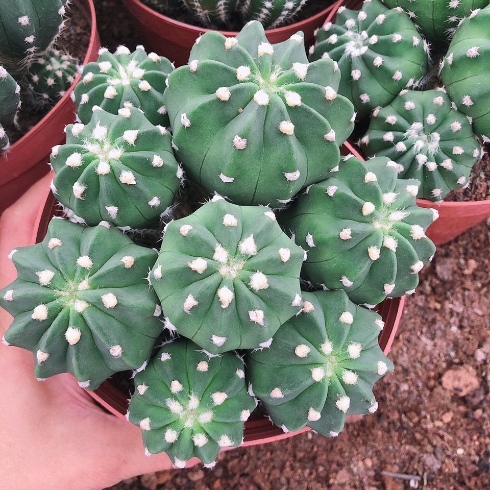 多肉植物 短毛丸 实生仙人球室内开白花红花美观易养绿植盆栽 虎窝拼