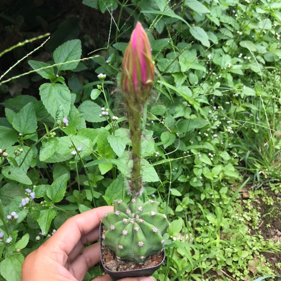 多肉植物 短毛丸 实生仙人球室内开白花红花美观易养绿植盆栽 虎窝拼