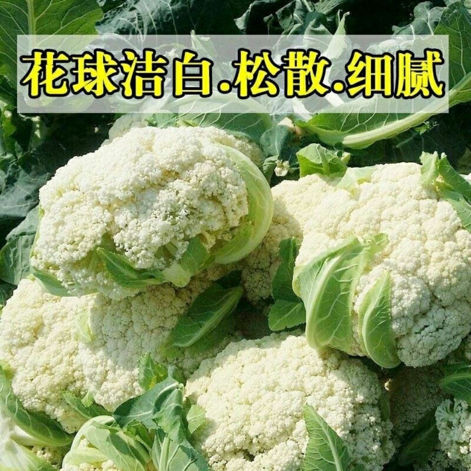 雪园60天花椰菜种子有机白花菜种子花椰菜绿花菜菜花种子紫花菜 虎窝拼