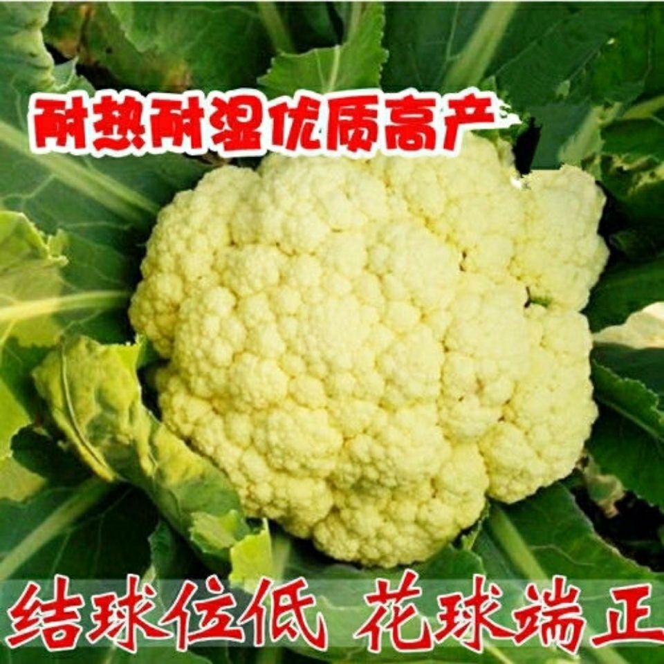 雪园60天花椰菜种子有机白花菜种子花椰菜绿花菜菜花种子紫花菜 虎窝拼