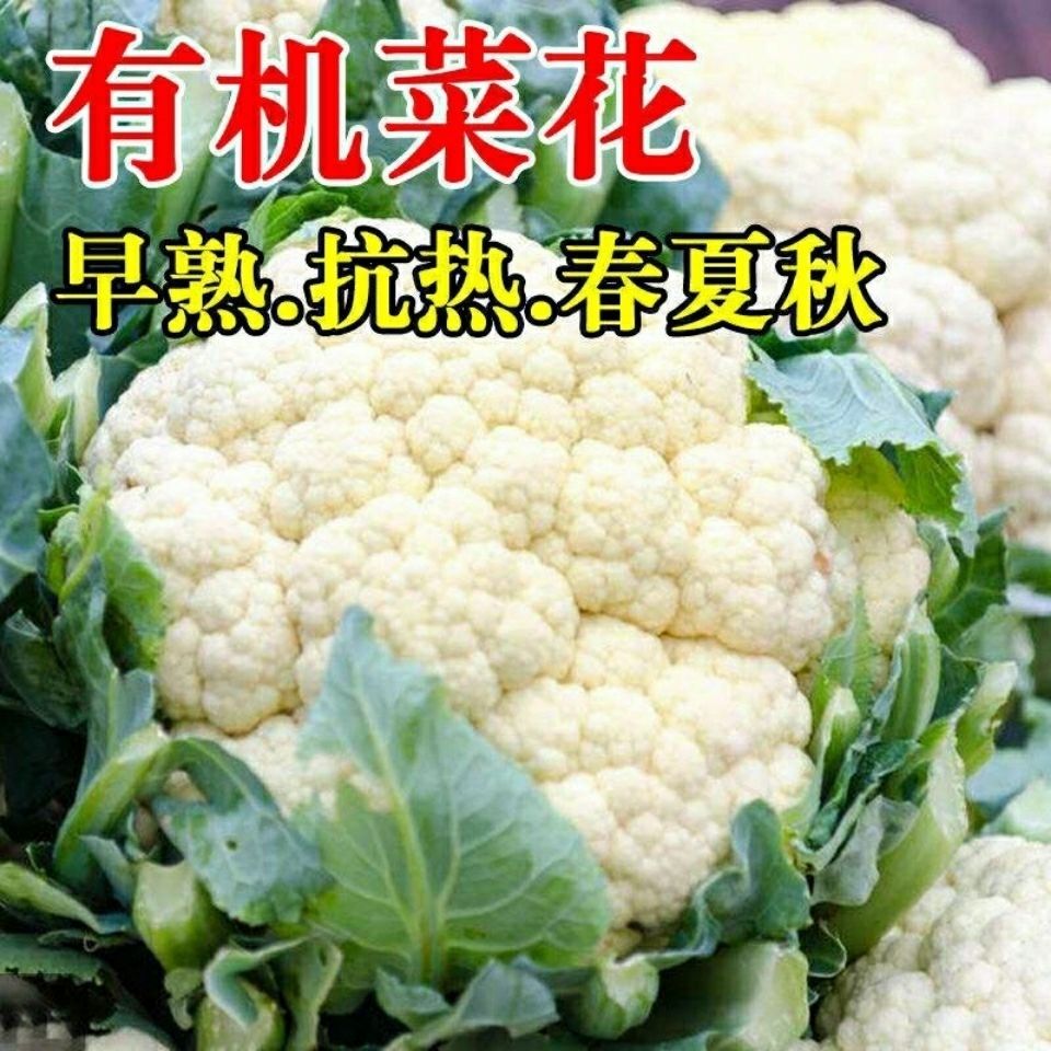 雪园60天花椰菜种子有机白花菜种子花椰菜绿花菜菜花种子紫花菜 虎窝拼