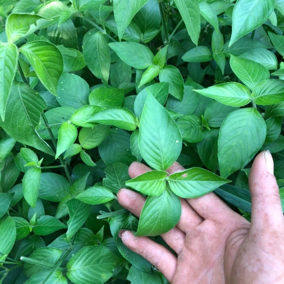 新鲜红蓝/紫蓝 草苗8株/枝叶3两 包邮 五色糯米饭植物染料红丝线