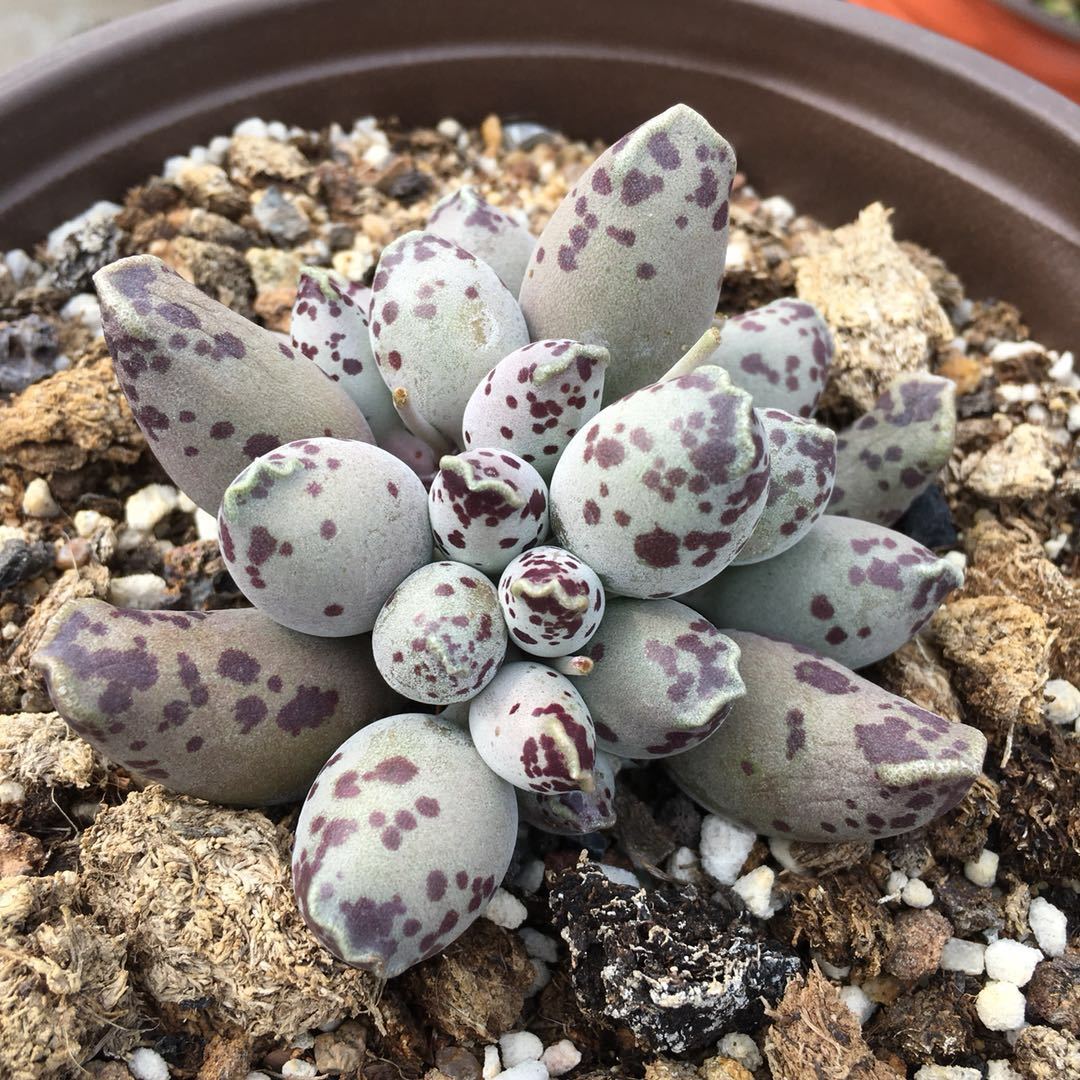 海豹多肉植物花卉盆栽绿植肉肉植物多肉水泡系列防辐射白肌海豹