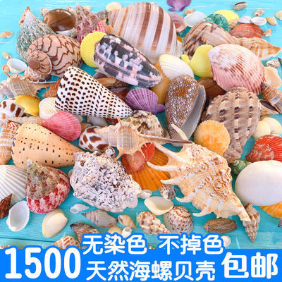 天然贝壳海螺海星鱼缸造景装饰 打孔手工diy风铃漂流瓶材料包摆件