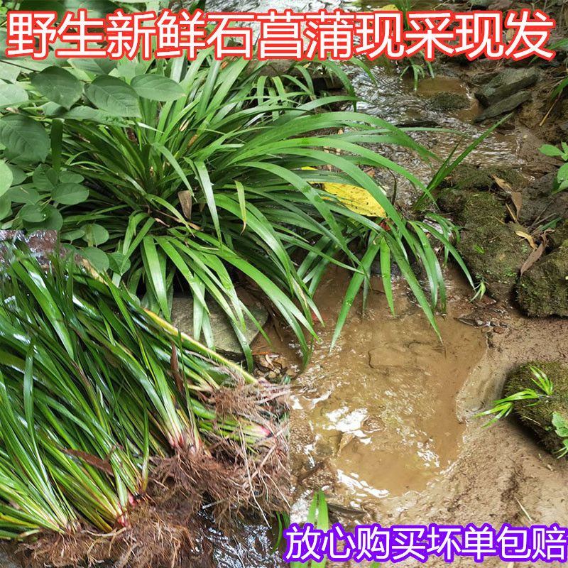 重庆野生新鲜石菖蒲山菖蒲虎须水养绿植物盆栽金钱菖蒲2斤包邮