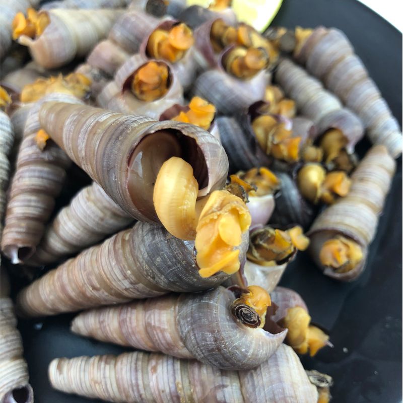 钉螺鲜活海螺海鲜水产丁螺钉子螺新鲜超大包邮大个钉螺鲜活去尾