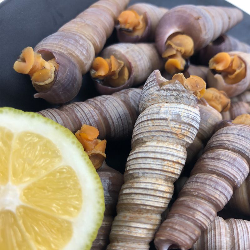 钉螺鲜活海螺海鲜水产丁螺钉子螺新鲜超大包邮大个钉螺鲜活去尾