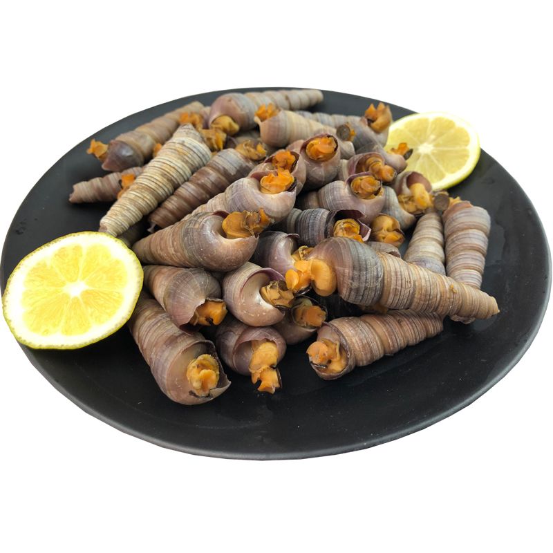钉螺鲜活海螺海鲜水产丁螺钉子螺新鲜超大包邮大个钉螺鲜活去尾