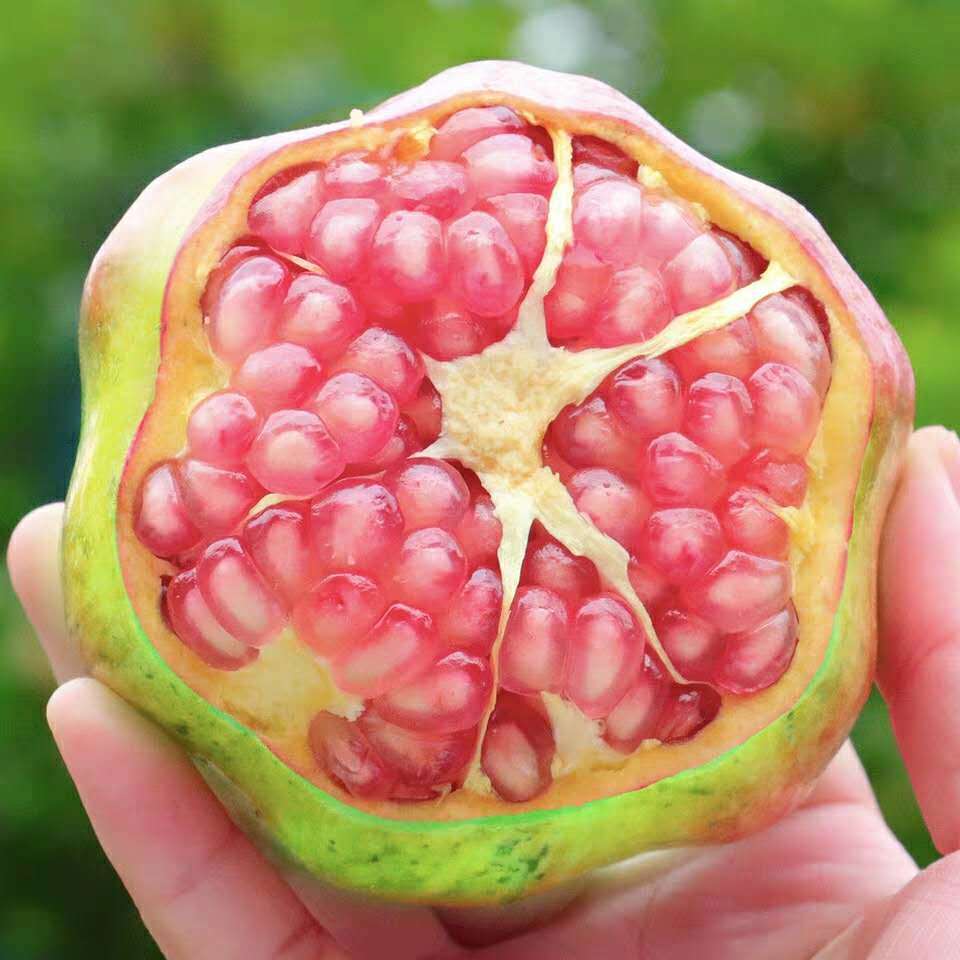 【新鲜采摘】四川会理水晶甜青皮石榴突尼斯软子石榴新鲜当季水果