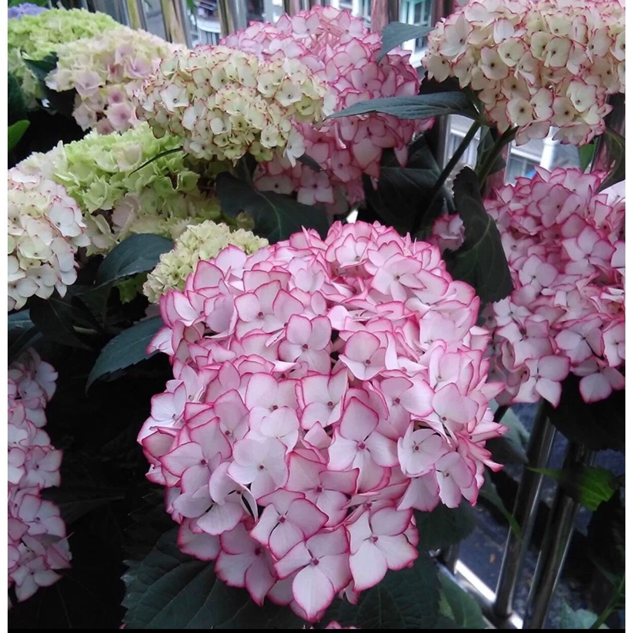 美抚子园艺塞布丽娜大花绣球早春花量大阳台花园植物带盆栽好 虎窝拼