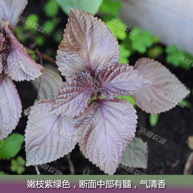 紫苏菜种子野菜特种蔬菜保健绿苏子赤苏红苏香苏种籽驱蚊盆栽种籽 虎窝拼