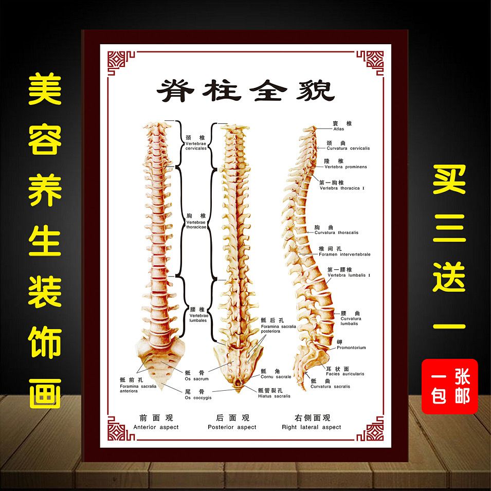 脊椎健康速查表人体脊柱疾病示意图中医养生医学健康挂图海报