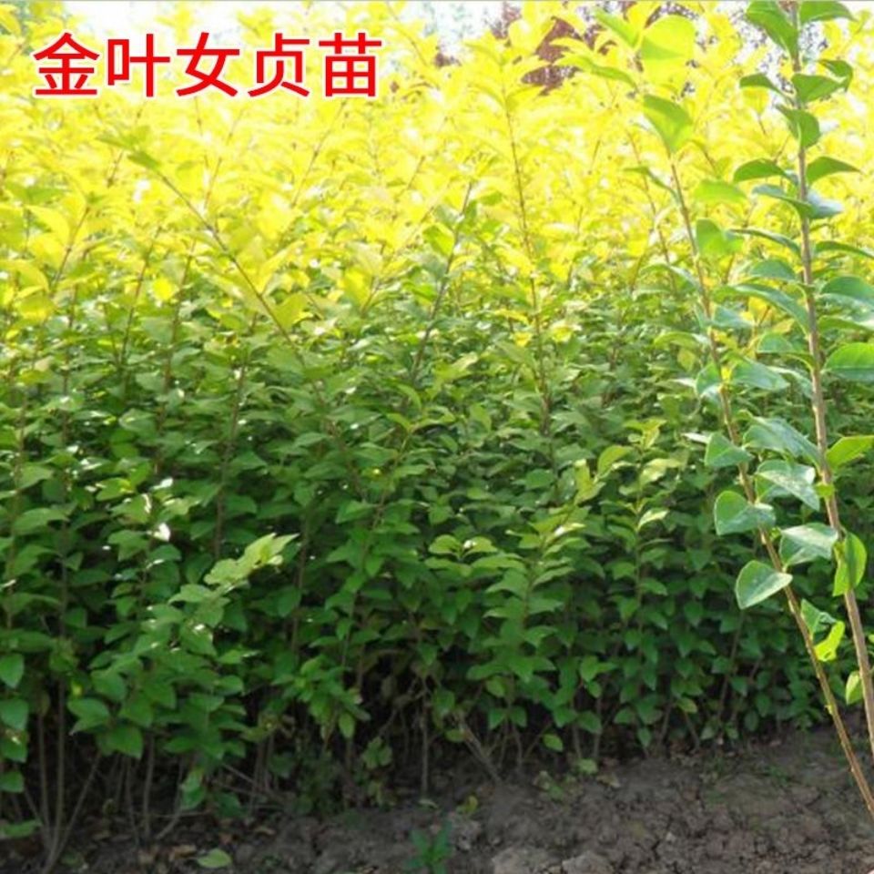 金叶女贞苗金叶女贞树金叶女贞球大小叶女贞树苗绿植家庭院篱笆墙【2