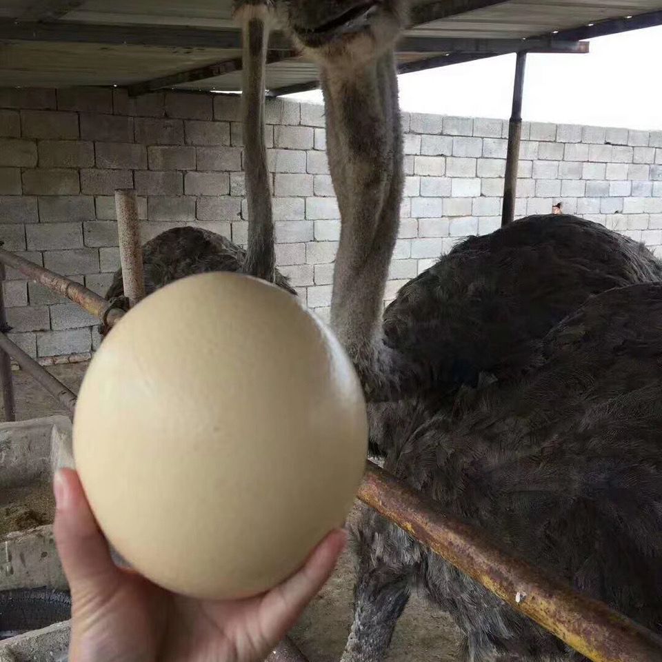 鸵鸟蛋超大的蛋