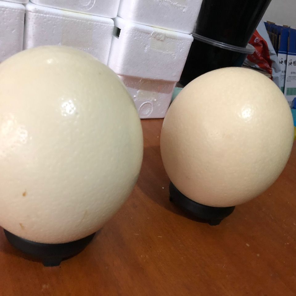 鸵鸟蛋超大的蛋