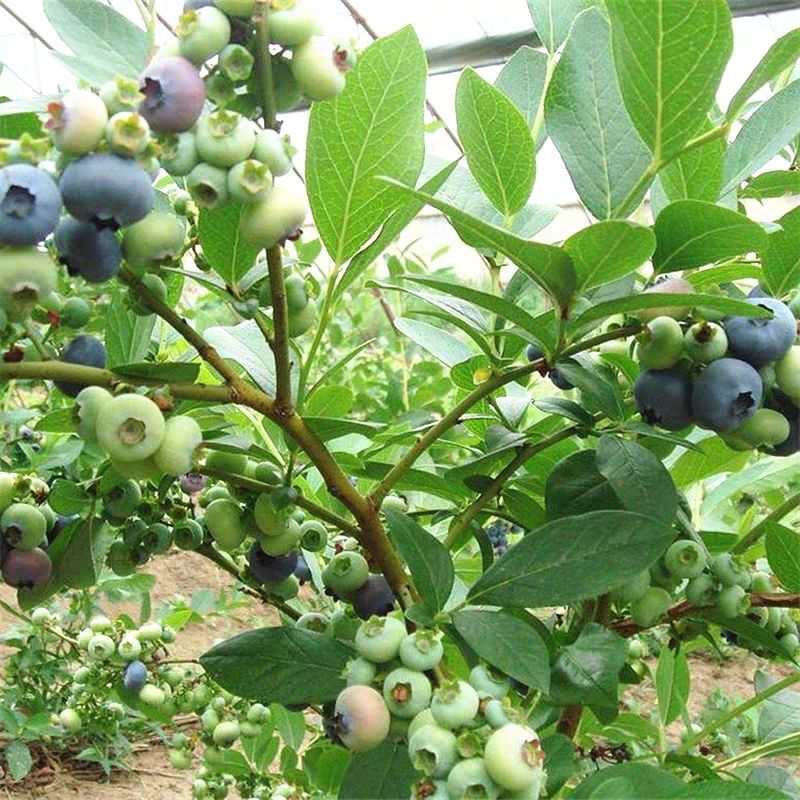 結果當年南北種植特大盆栽樹苗藍莓