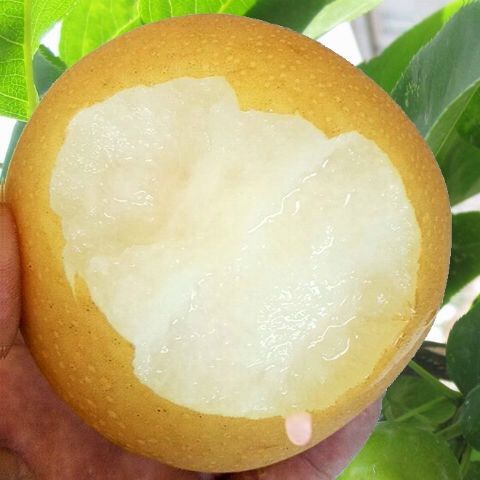 金果梨丰水梨梨子水果新鲜应季5斤10斤装单果200g起