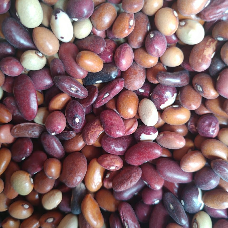 杂芸豆农家自产杂豆组合腰豆红豆沙八宝粥原料杂粮豆类5斤3斤包邮