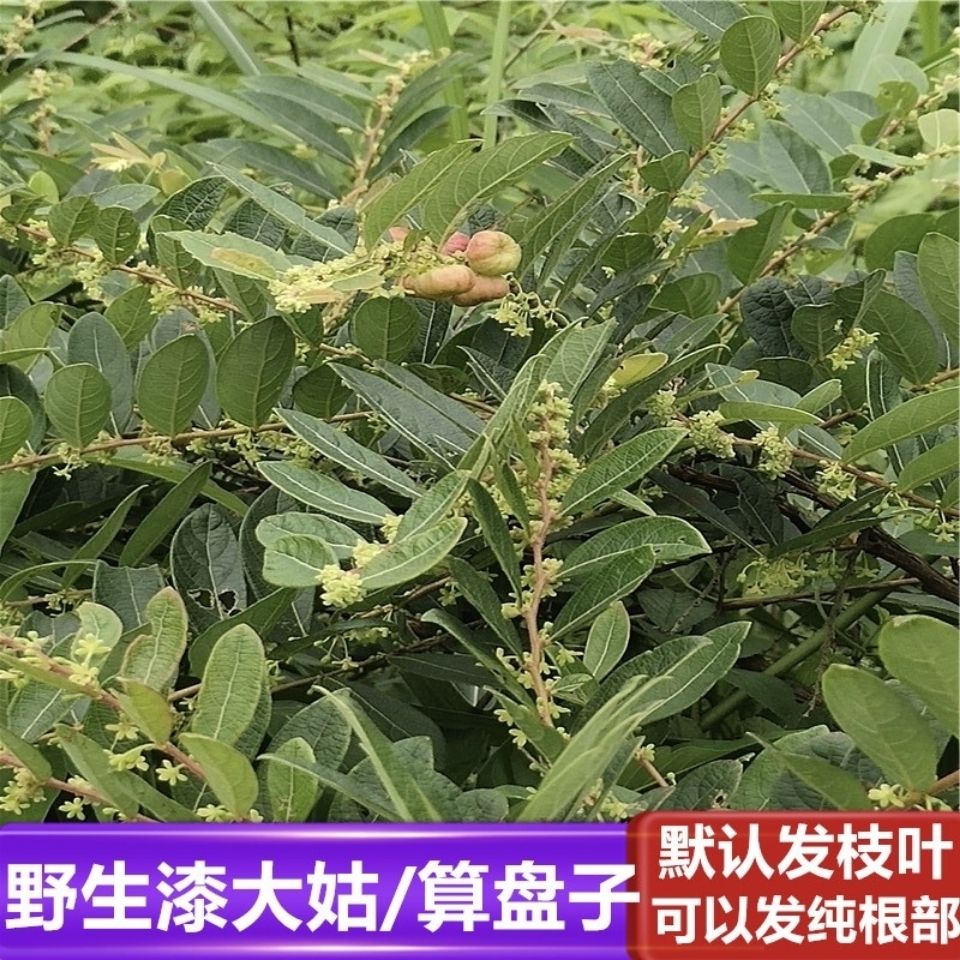 野生新鲜草药材漆大姑 漆大伯 野南瓜 算盘子根叶 洗澡 漆大姑苗