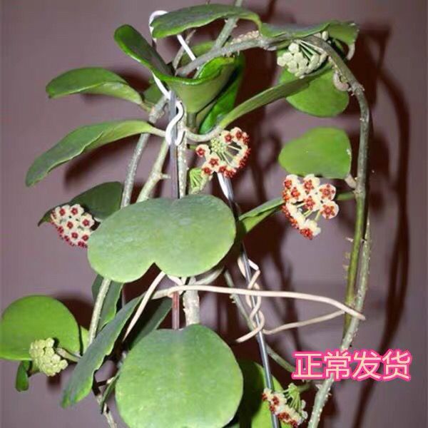 心叶球兰心型叶片爬藤球兰锦会开花攀藤垂吊植物花卉盆栽美观好养