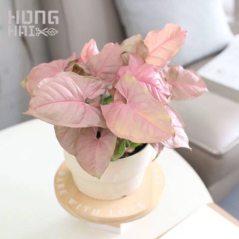 粉红佳人粉色恋人合果芋室内桌面盆栽绿植物彩叶绿精灵黄金童子 虎窝拼