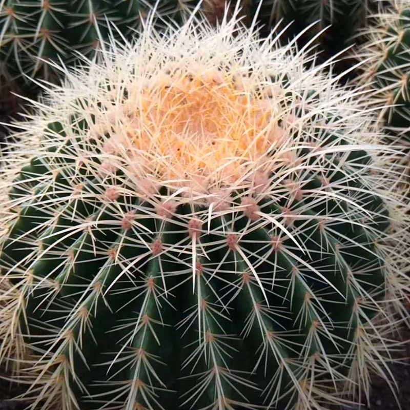 超大仙人球美国美虎仙人球狂刺办公室防辐射美虎开花仙人球盆栽