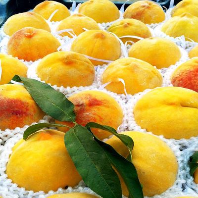39794/现摘砀山黄桃毛桃5/10斤包邮产酸甜可口产地直发新鲜桃子应季水果【7月6日发完】