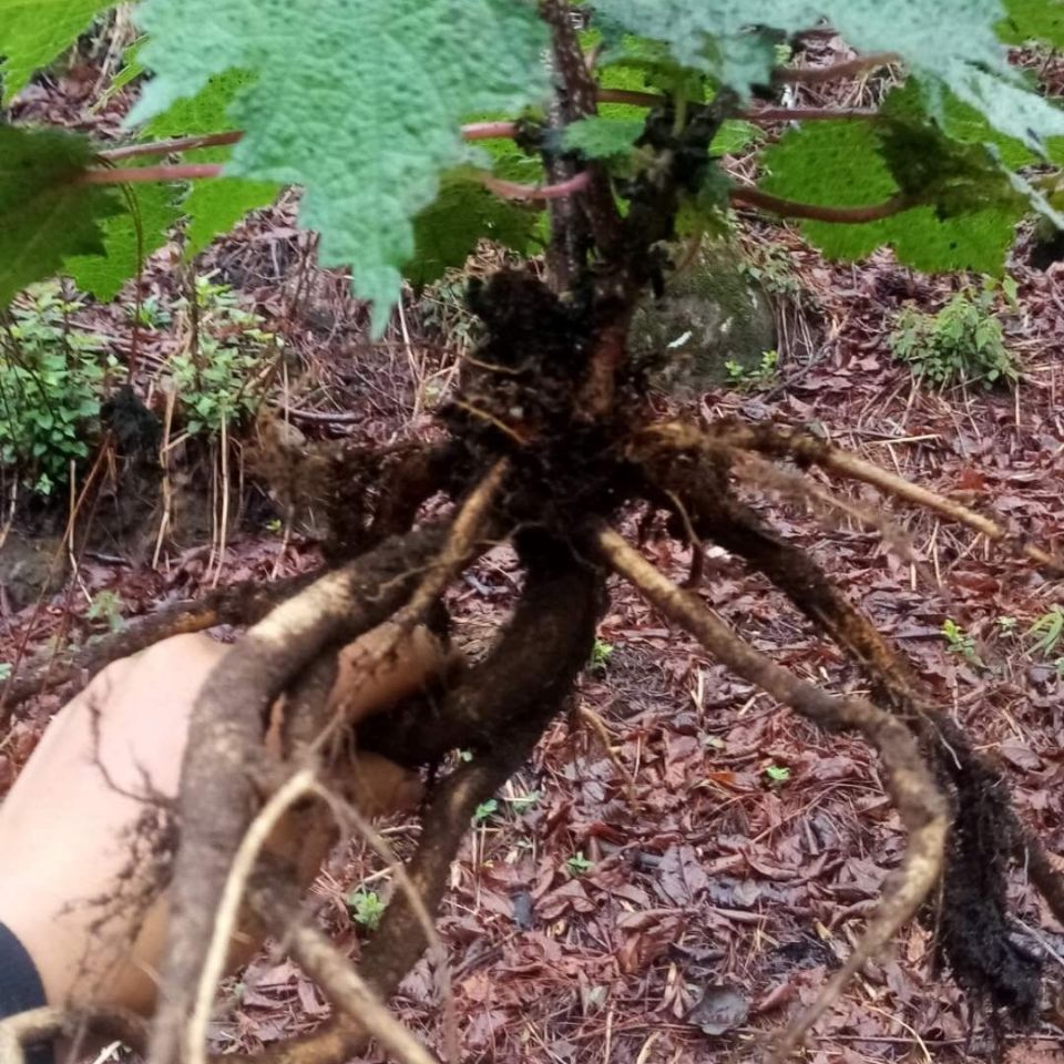 新鲜高原红活麻根红杆荨麻草根荨麻根霍麻禾麻火麻蝎子草咬人草根