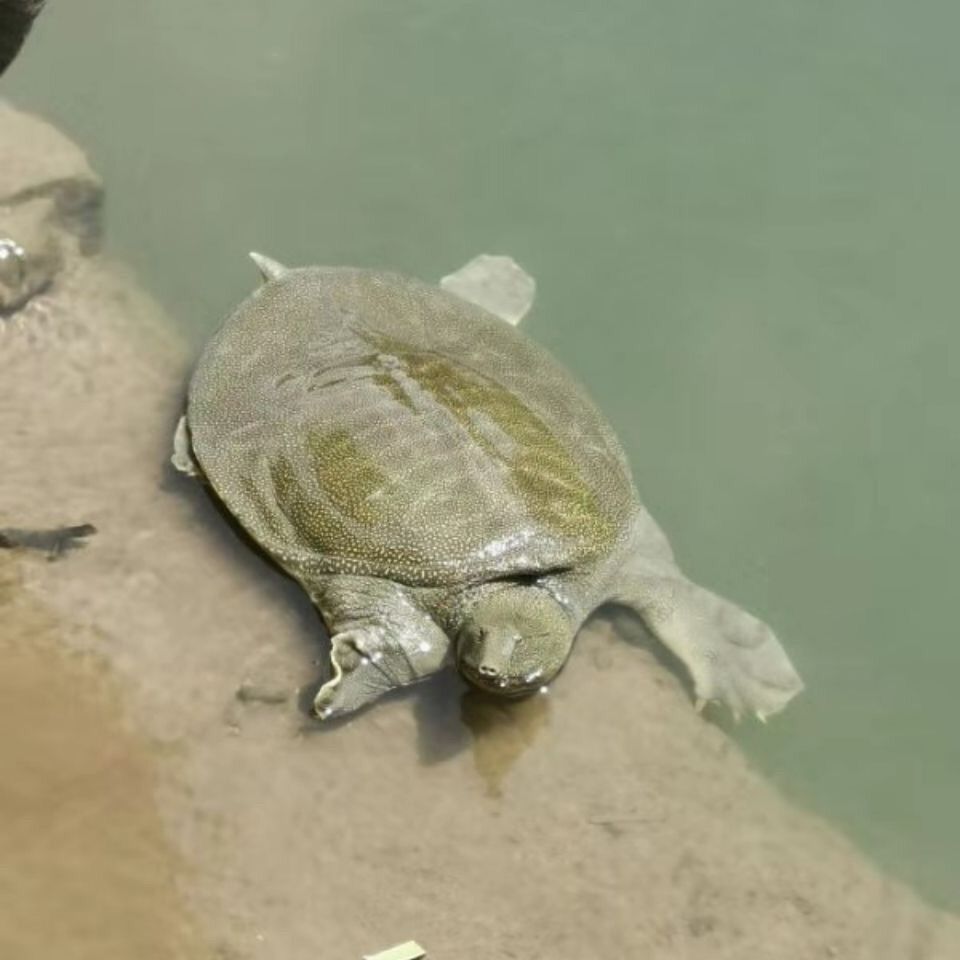公甲鱼活体雄鲜活放养生态大甲鱼活体老鳖王八水鱼团鱼食用批发鱼