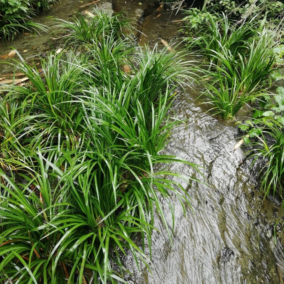 买1送1石菖蒲野生附石菖蒲草虎须水培香昌蒲盆景栽植物绿植金线花