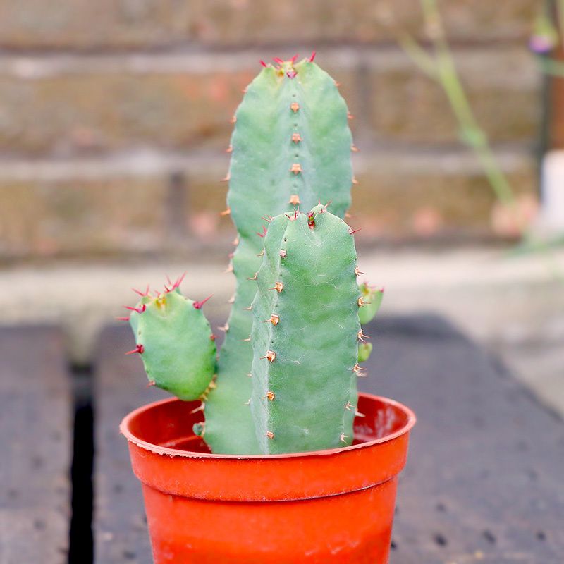 四季景观广州仙人掌盆栽绿植麒麟大戟科