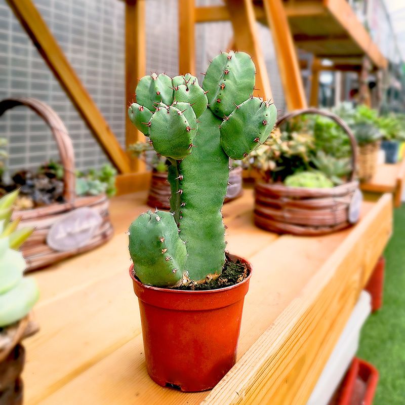 四季景观广州仙人掌盆栽绿植麒麟大戟科