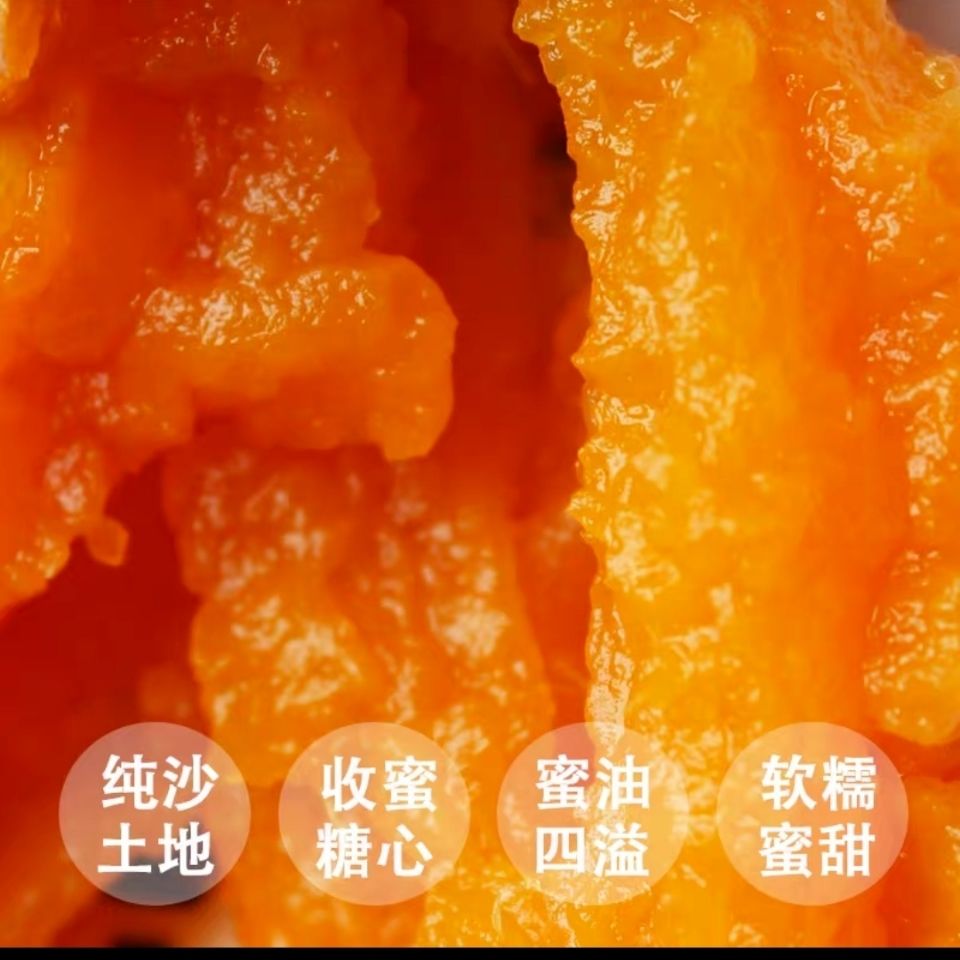 105844-【黄心】红薯新鲜沙地糖心红薯软糯香甜蜜农家自种薯板栗番薯-详情图