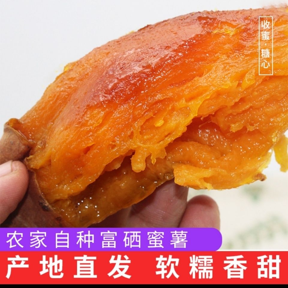 105844-【黄心】红薯新鲜沙地糖心红薯软糯香甜蜜农家自种薯板栗番薯-详情图