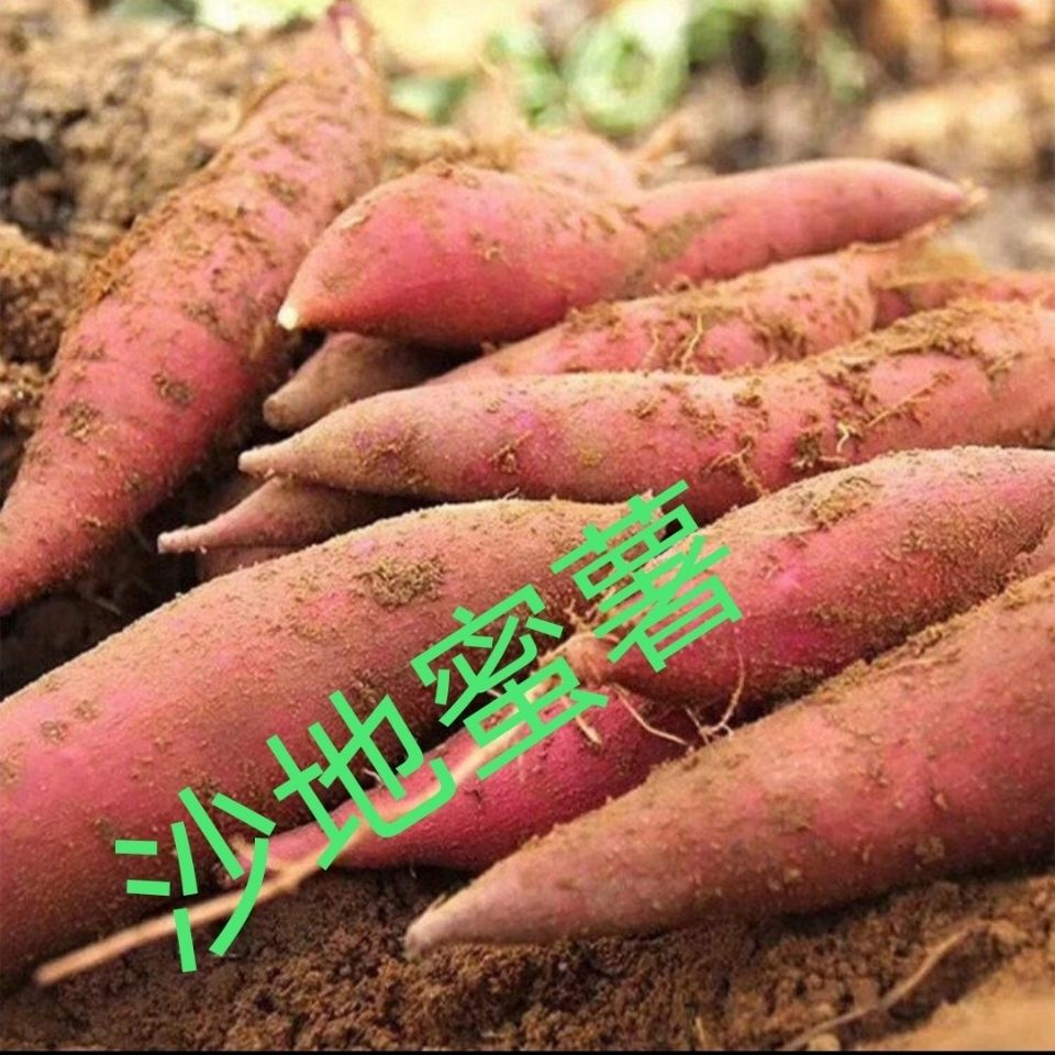 105844-【黄心】红薯新鲜沙地糖心红薯软糯香甜蜜农家自种薯板栗番薯-详情图
