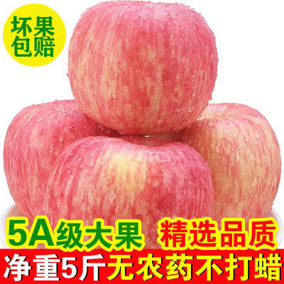 【 甜脆多汁】新鲜现摘苹果水果5/3斤山东烟台栖霞红富士苹果