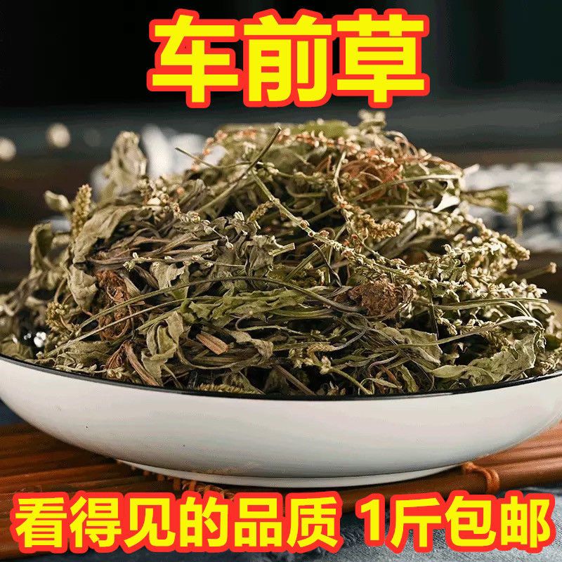 野生车前草中药材车前草茶500g包邮新鲜整株车前草干车轮草干泡茶