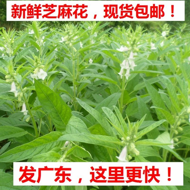 2021年新鲜芝麻花疣和猴子鸡眼好用冻疮鲜麻子花干种子黑芝麻花【2月