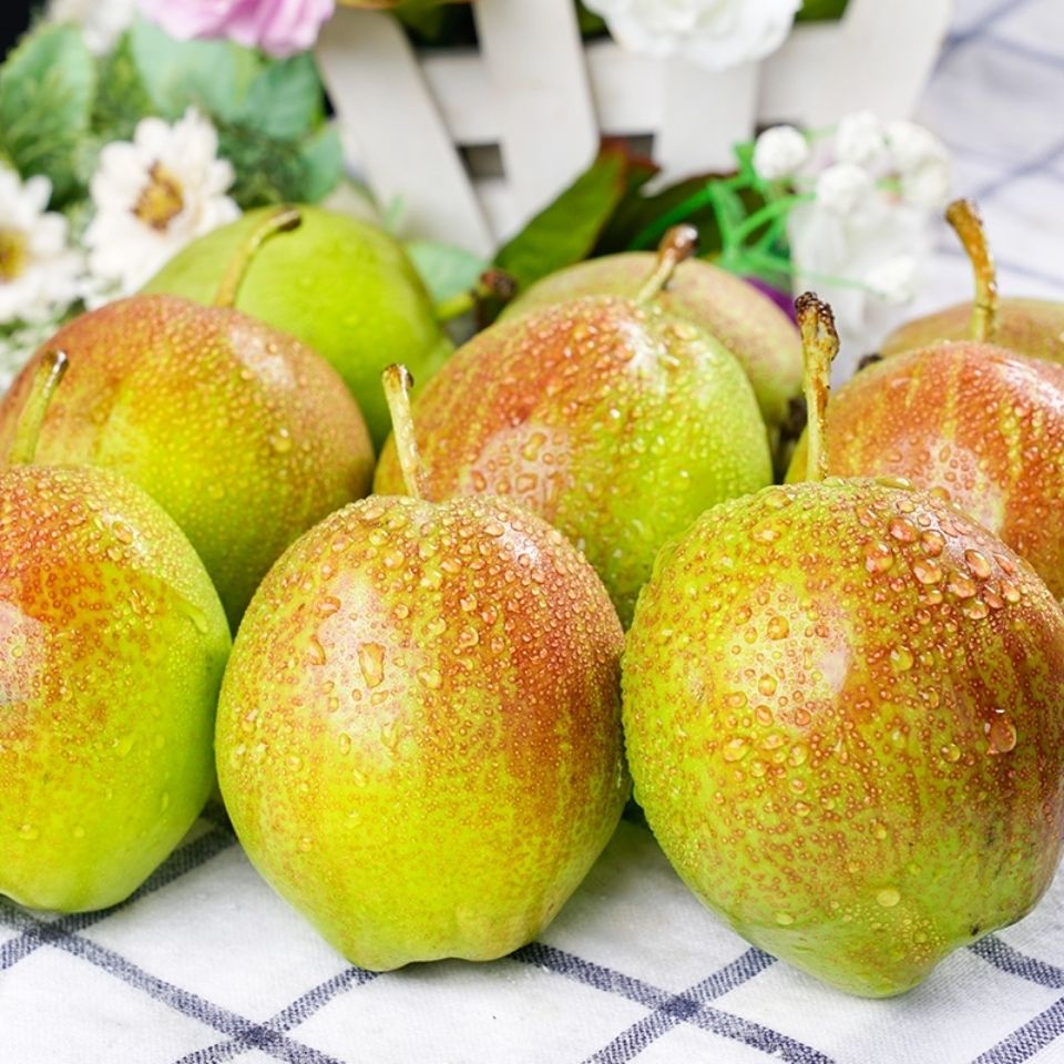 红香酥梨子水果现摘现发新鲜水果脆甜香梨5/10斤整箱批发非库尔勒