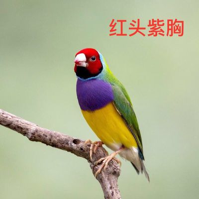 小型兔子海棠茶杯纯种侏儒凤眼活体