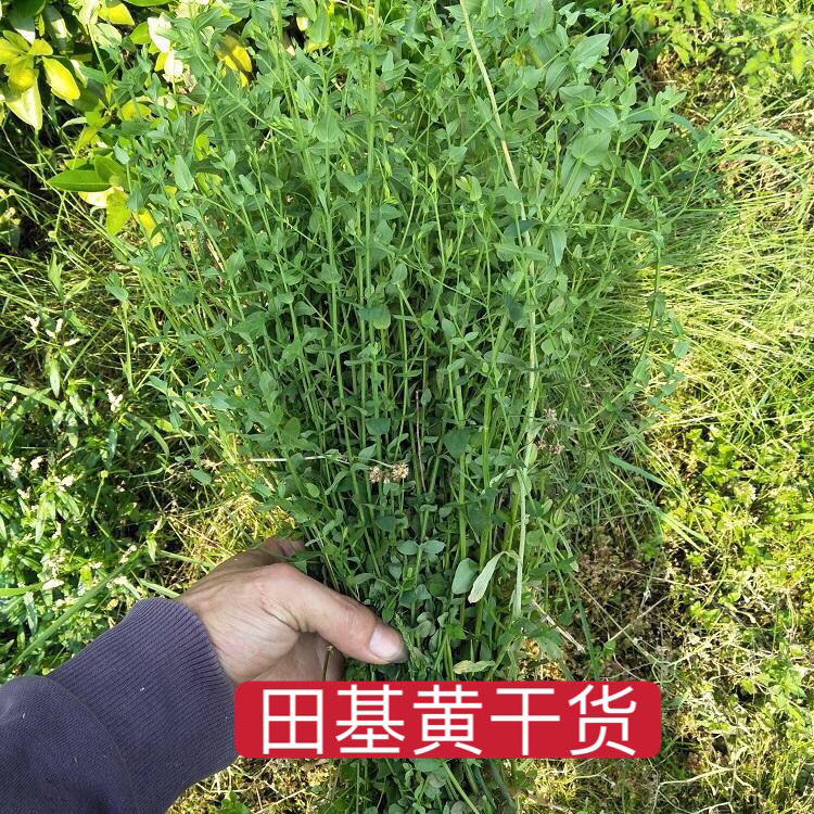 野生田基黄七寸金干地耳草金锁匙黄花草雀舌草对叶草整棵发货包邮