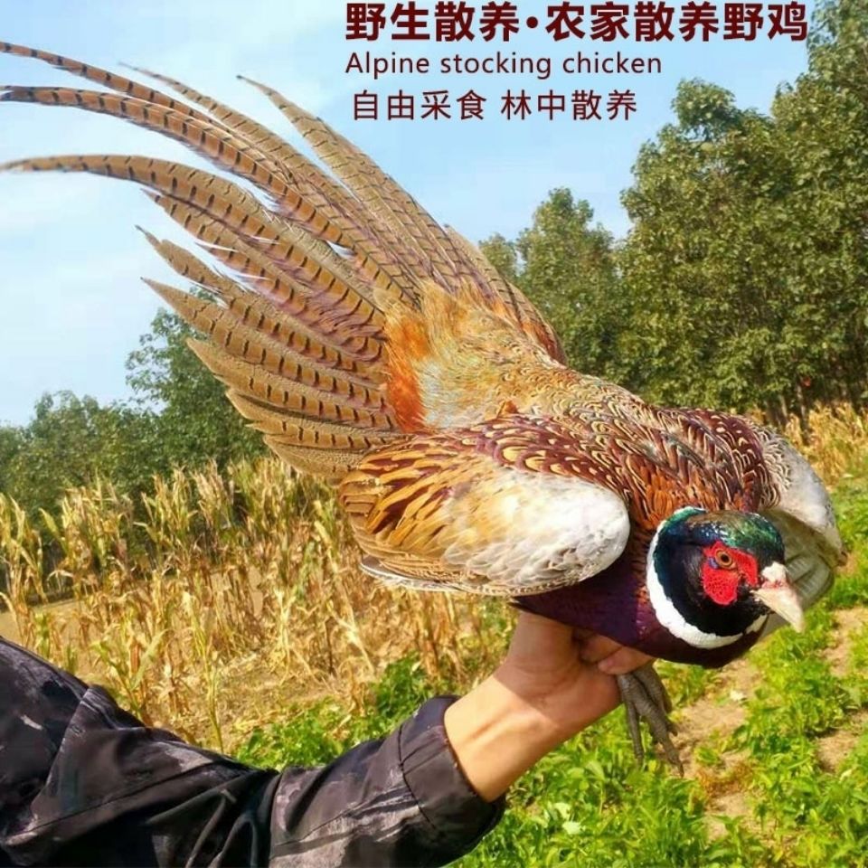散养七彩山鸡活体公母一对山鸡活体公鸡稚鸡七彩鸡观赏鸡包活到家【3