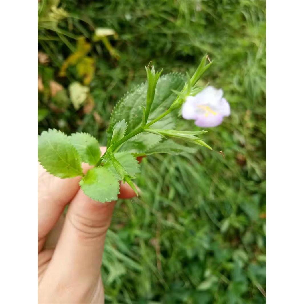 旱田草鴨嘴爌調經草鋸鐮草鋸齒草田素香新鮮野生中草藥苗四川500g