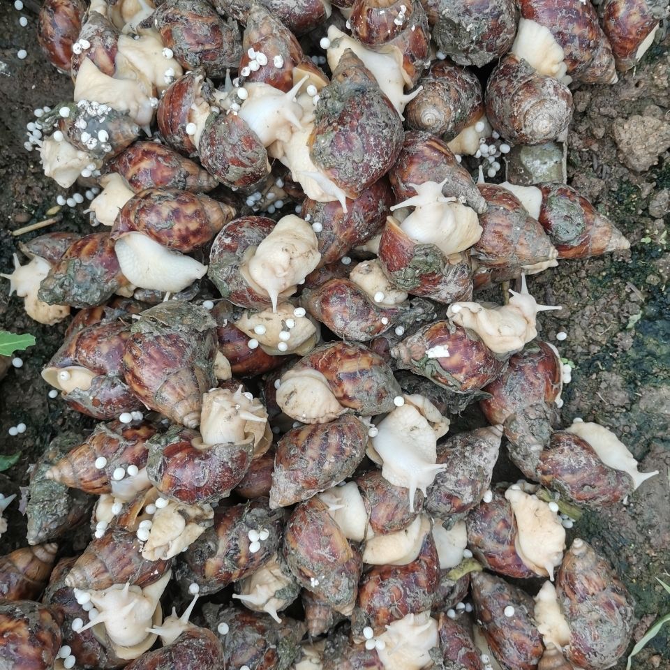 怀孕白玉蜗牛临产种蜗牛送养殖资料养殖孵化技术养殖场直供2月18日发