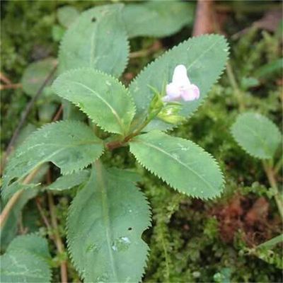 旱田草鴨嘴爌調經草鋸鐮草鋸齒草田素香新鮮野生中草藥苗四川500g