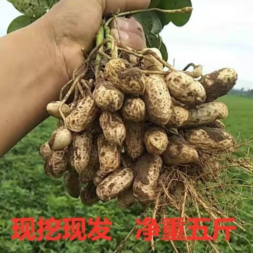 花生四川天府花生新鲜现挖现发1斤5斤