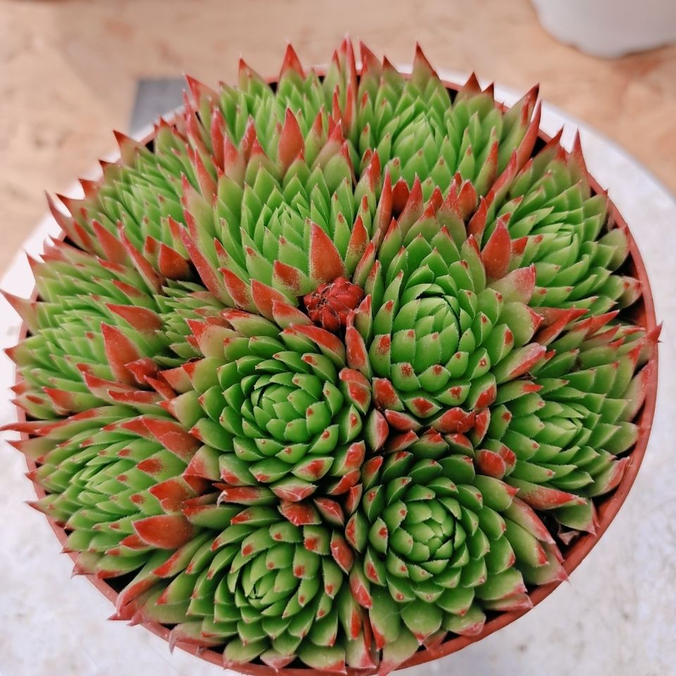 橘子球长生草系列多肉植物云南胖胖园艺